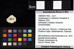 Foto (Objket + Etiketten) von Goniodromites bidentatus (Reuss, 1859) 